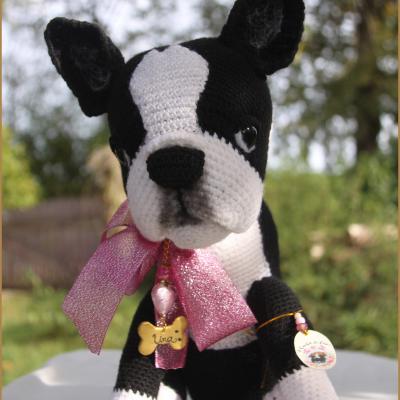 Boston Terrier